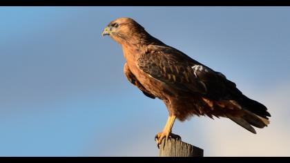 Long-legged Buzzard