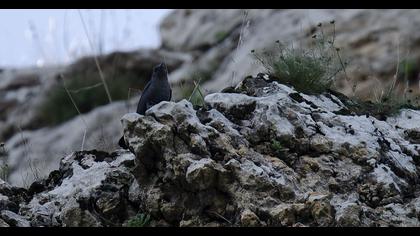 Blue Rock Thrush