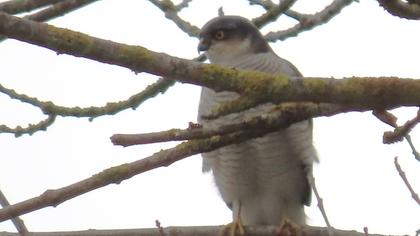 Eurasian Sparrowhawk
