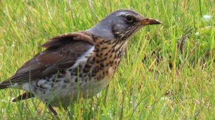 Fieldfare