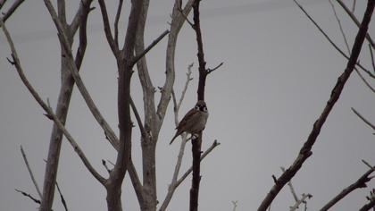 Eurasian Tree Sparrow