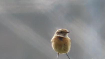 European Stonechat