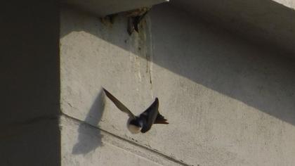 Common House Martin