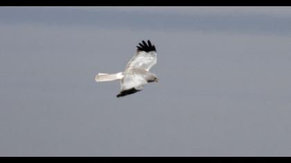 Hen Harrier
