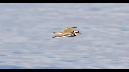 Little Ringed Plover