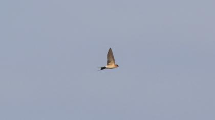 Red-rumped Swallow