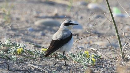 Northern Wheatear