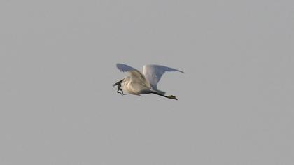 Little Egret