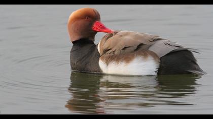 Red-crested Pochard