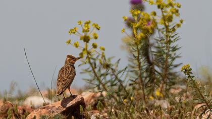 Bimaculated Lark