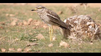 Eurasian Stone-curlew