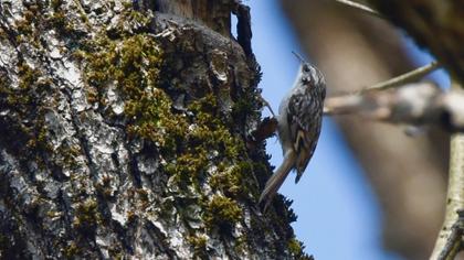 Short-toed Treecreeper