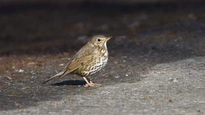 Song Thrush