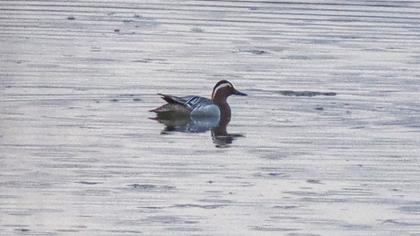 Garganey
