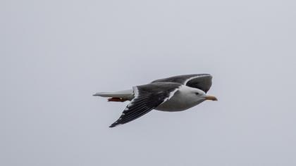 Lesser Black-backed Gull