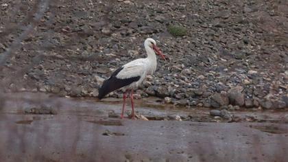 White Stork