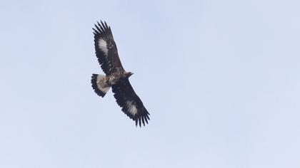 Golden Eagle