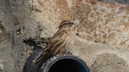 Rock Sparrow