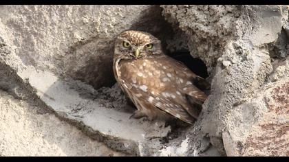 Little Owl
