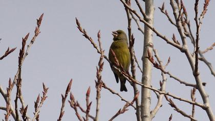 European Greenfinch