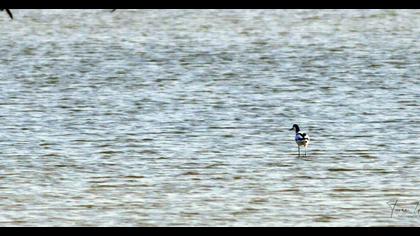 Pied Avocet