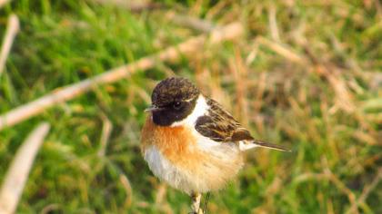 European Stonechat