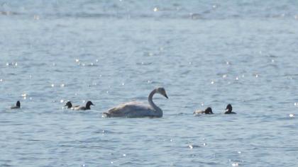 Whooper Swan