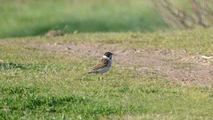 Common Reed Bunting