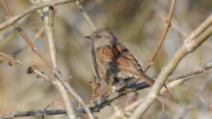 Dunnock