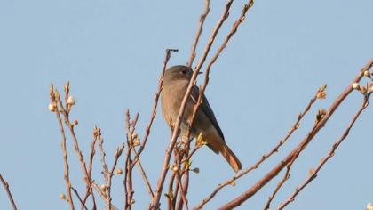 Black Redstart