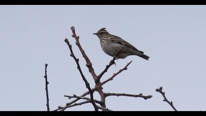 Woodlark