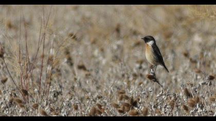 European Stonechat