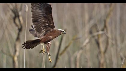 Western Marsh Harrier