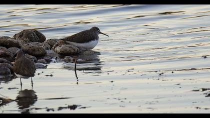 Green Sandpiper