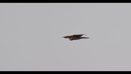 Eurasian Sparrowhawk