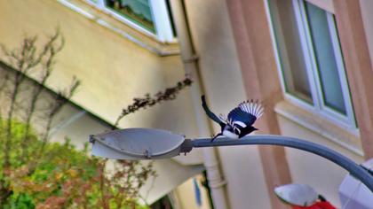Eurasian Magpie