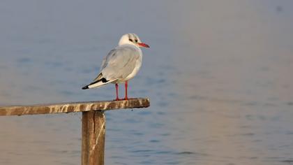 Black-headed Gull