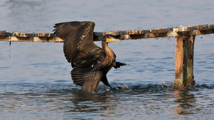 Great Cormorant