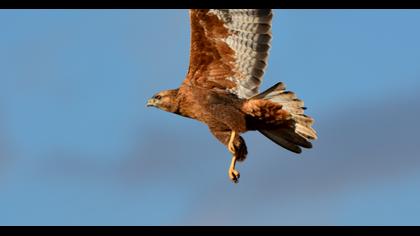 Long-legged Buzzard