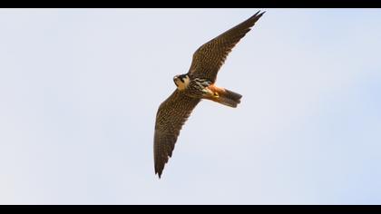 Eurasian Hobby