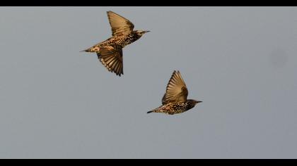 Common Starling