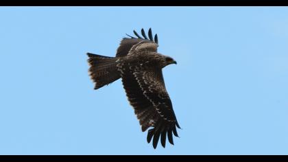 Black Kite