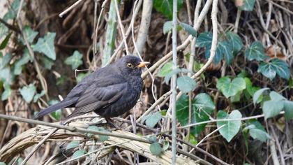 Common Blackbird