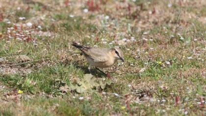 Isabelline Wheatear