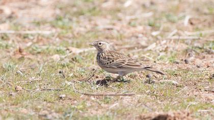 Eurasian Skylark