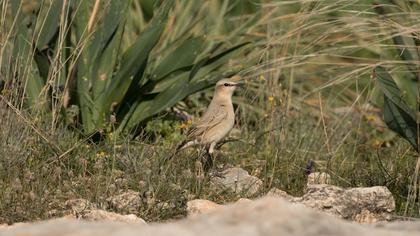 Isabelline Wheatear