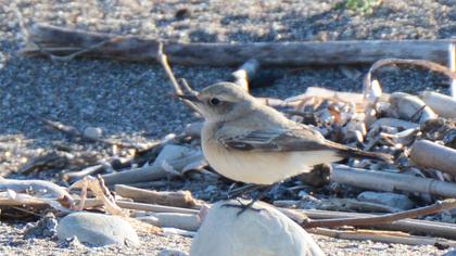 Desert Wheatear