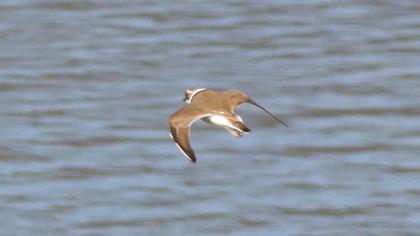 Little Ringed Plover