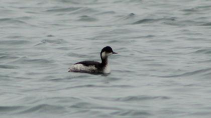 Black-necked Grebe