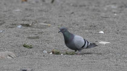Rock Dove